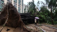 Ein entwurzelter Baum blockiert einen Weg in der Gegend von Ho Man Tin, während sich der Supertaifun Ragasa in Hongkong nähert. Foto: Chan Long Hei/Ap/dpa
