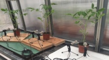 Die Geräusche von drei Tomatenpflanzen werden in einem Gewächshaus aufgenommen. Foto: Ohad Lewin-Epstein/Cell Press/dpa