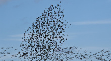 Ein Greifvogel (l) stößt in einen Schwarm aus Staren die sich derzeit am Himmel sammeln. Im Hintergrund sind Gänse zu sehen die fortziehen. Foto: Klaus-Dietmar Gabbert/dpa