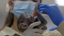 Affenbaby Yuji wird im Zoo von Guadalajara mit der Flasche gefüttert. Die bedrohte Art der Husarenaffen gilt laut IUCN als potenziell gefährdet. Foto: dpa/Fernando Carranza Garcia