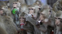 In der Filmreihe „Planet der Affen“ übernehmen Affen die Herrschaft über die Erde. Science Fiction. Oder? In Lop Buri scheint die Zukunftsvision schon Wirklichkeit zu sein. Foto: epa-efe/Rungroj Yongrit