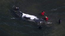 Helfer arbeiten nahe Wismar an der Rettung eines gestrandeten Buckelwals. Das Tier liegt weiter im Flachwasser, eine Initiative kämpft um sein Überleben. Foto: dpa/Philip Dulian