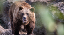 Braunbär Lillebror steht in seinem Gehege im Berliner Zoo. Foto: Monika Skolimowska/dpa