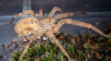Eine Nosferatu-Spinne wird in einem Behälter im Museum König in Bonn gezeigt. Die Art hat sich inzwischen in weiten Teilen Deutschlands verbreitet. Foto: dpa/Benjamin Westhoff