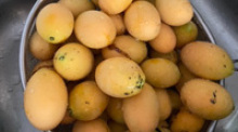 Mangopflaumen sind saisonal, das heißt, es gibt sie nur einmal im Jahr, gerade zur Zeit. Fotos: hf