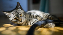 Ein junge Katze spielt in einer Wohnung. Foto: Julian Stratenschulte/dpa