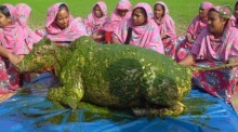 Das Standbild aus einem Video zeigt Frauen, die eine tote Kuh mit grüner Chili-Paste einreiben. Foto: AroundMeBD/dpa