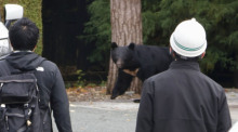 Ein Bär zeigt sich im Zentrum von Morioka in der Präfektur Iwate im Nordosten Japans. Foto: Uncredited/Kyodo/dpa