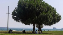 Menschen suchen während einer Hitzewelle in Thessaloniki Schutz im Schatten eines Baumes. Foto: EPA/Nikos Arabatzis