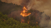 Bäume brennen im Wald. In der Nacht brach auf Teneriffa zwischen den Städten Candelaria und Arafo ein Waldbrand aus. Die Gemeinden Arrate, Chivisaye, Media Montaña und Ajafoña mußten evakuiert werden. Foto: Europa Press/Europa Press/dpa
