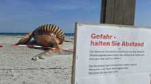 Blumen liegen auf der Fluke eines toten Buckelwals am Strand von Anholt, wo das Tier untersucht werden soll. Foto: dpa/Kai Moorschlatt