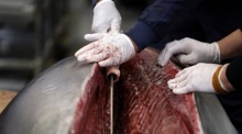 Yukitaka Yamaguchi zerlegt einen bei der ersten Neujahrsauktion im Tokioter Toyosu Market ersteigerten Blauflossen-Thunfisch mit einem Rekordpreis von 207 Millionen Yen. Foto: epa/Franck Robichon
