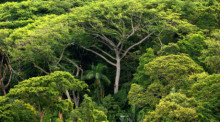 Dichter Atlantischer Regenwald auf der Insel do Cardoso. Foto: Ralf Hirschberger/dpa-zentralbild/dpa