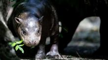 Das Zwergflusspferd Brötchen wurde am 9.Mai im Zoo Berlin geboren. Foto: Carsten Koall/dpa