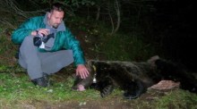 Der Bär Jurka (der Bär schläft) wurde von einem Spezialeinsatzkommando der italienischen Forstverwaltung in der Region Trentino-Südtirol entführt. Foto: epa/Files