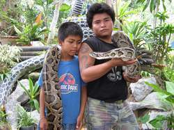 Die Python zählt zur Familie der Riesenschlangen und ist weltweit die längste Schlange.