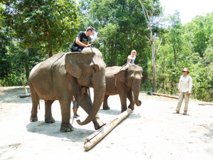 Abenteuer Elefantenführerschein