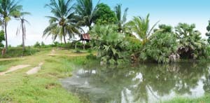 Zur Regenzeit präsentiert sich der Isaan, der abgelegene Nordosten des Königreiches, in satten Grüntönen. Überschwemmte Reisfelder, im Bild die Provinz Chaiyaphum, prägen das Landschaftsbild. Fotos: bj