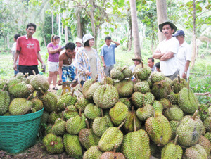 Die Stinkfrucht Durian  geliebt oder gehasst