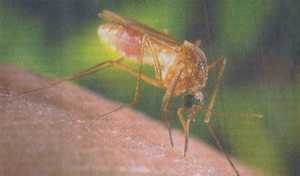 Dengue-Fieber und Malaria