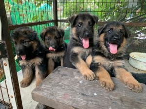 Schäferhund Welpen abzugeben