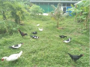 Enten und Hühner Fleisch FARM-PRAKTIKUM