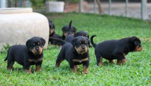 Rottweiler Welpen abzugeben