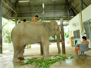 Im Elefantenspital der Friends of Asean Elephants werden verletzte Dickhäuter behandelt. Heute klagt ein Patient über Bauchweh und kommt an den Tropf.  Fotos: bj