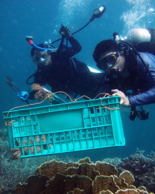 Foto: epa/Coral Reef Alliance/REG HERNANDEZ