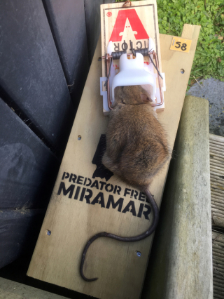Eine Ratte, gefangen in einer Falle der Schädlingsbekämpfungsgruppe Predator Free Miramar. Foto: -/Predator Free Miramar/dpa