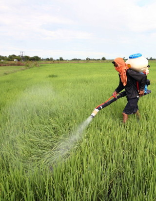 Der Einsatz hochgiftiger Insektizide stellt in Thailand eine große Gefahr für Landwirte und Verbraucher dar. Foto: epa/Narong Sangnak