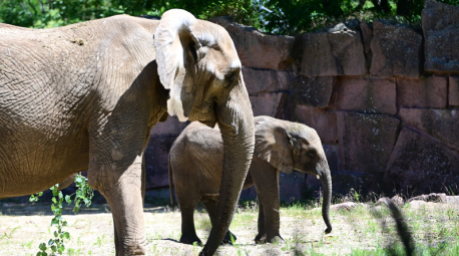 Zwei Elefanten stehen im Gehege im Tierpark Berlin. Elefanten, die im Rahmen eines Umbaus des Dickhäuterhauses 2020 nach Leipzig umgesiedelt wurden, kehren in den Berliner Tierpark zurück. Foto: Markus Lenhardt/dpa