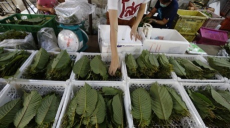 Die wirtschaftliche Nutzung von Kratom gewinnt in Thailand seit der Legalisierung der Pflanze zunehmend an Bedeutung. Foto: epa/Narong Sangnak