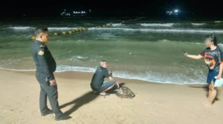 Einsatzkräfte sichern die erschöpfte Meeresschildkröte nach ihrem Fund am Jomtien Beach. Bild: TMN.TV