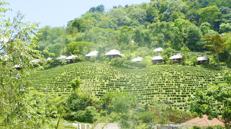 Doi Mae Salong bietet nicht nur für Teeliebhaber ein Erlebnis, sondern auch für jeden, der sich für die Transformation einer Region von der Drogenproduktion zum Teeanbau interessiert. Fotos: Jahner