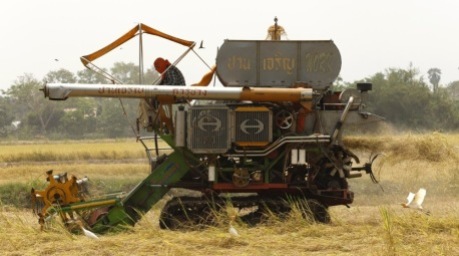 Thailändische Reisbauern bei der Ernte: Die Regierung stellt über 10 Milliarden Baht zur Stabilisierung des Reismarktes bereit. Foto: epa/Rungroj Yongrit