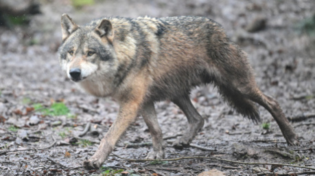 Ein Wolf läuft durch ein Gehege. Foto: Bernd Weißbrod/dpa