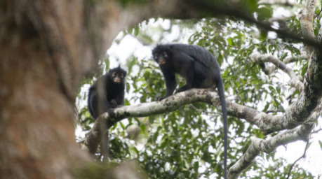 Der neu entdeckte Stummelaffe Colobus congoensis lebt im Lomami-Nationalpark im Kongobecken und gilt wegen seines bedrohten Lebensraums als stark gefährdet. Foto: Daniel Rosengren/dpa