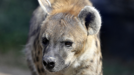 Eine Tüpfelhyäne ist am traditionellen Medien-Apéro des Zoo Zürich zu sehen. Foto: Walter Bieri/Keystone/dpa