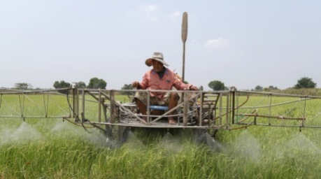 Steigende Produktionskosten und sinkende Reispreise bringen viele Reisbauern in Thailand zunehmend in finanzielle Schwierigkeiten. Foto: epa/Rungroj Yongrit