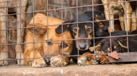 Hunde in Uganda, die laut Tierschützern für inszenierte Rettungsaktionen missbraucht wurden. Experten beraten über Maßnahmen gegen Tierquälerei in sozialen Medien. Foto: Animal Welfare Alliance Uganda/dpa