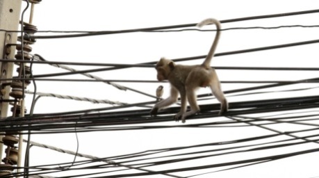 Ein Affe balanciert auf Stromleitungen in Thailand. Die Regulierungsbehörde prüft derzeit mehrere Modelle für höhere Stromtarife ab September. Foto: epa/Barbara Walton