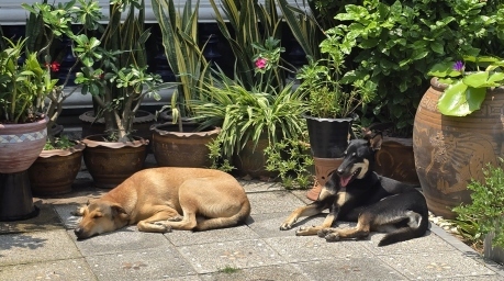 Zwei Hunde entspannen im Schatten von Topfpflanzen und suchen Schutz vor der Mittagssonne, ein lebenswichtiger Instinkt, der ihnen hilft, Hitzschläge in der heißen Jahreszeit zu vermeiden. Foto: Rüegsegger