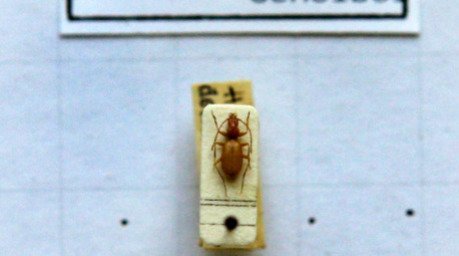 Das Foto zeigt einen Anophthalmus hitleri, einen «Hitler-Käfer» unter einem Mikroskop in der Zoologischen Staatssammlung in München. Foto: Matthias Schrader/dpa