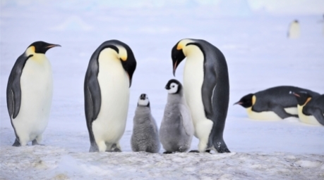 Kaiserpinguine mit ihren Küken. Foto: Myeongho Seo,mydada88@gmail.com/dpa