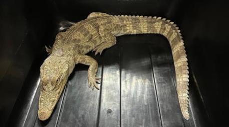 Ein beschlagnahmtes Krokodil wurde auf dem Balkon einer Frau in Hongkong entdeckt. Foto: Behörde für Landwirtschaft, Fischerei und Naturschutz/dpa