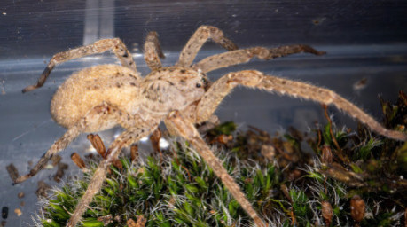 Eine Nosferatu-Spinne wird in einem Behälter im Museum König in Bonn gezeigt. Die Art hat sich inzwischen in weiten Teilen Deutschlands verbreitet. Foto: dpa/Benjamin Westhoff