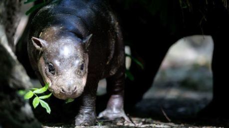 Das Zwergflusspferd Brötchen wurde am 9.Mai im Zoo Berlin geboren. Foto: Carsten Koall/dpa