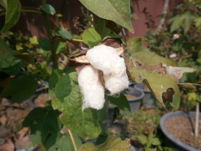 Hier reift die Baumwolle, die den Samen nachhaltig beim Fliegen hilft. Fotos: hf
