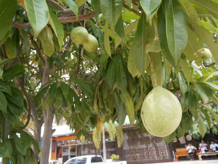 Die Früchte des Selbstmord-Baumes sehen aus wie Mangos, doch ist äußerste Vorsicht am Platz. Fotos: hf